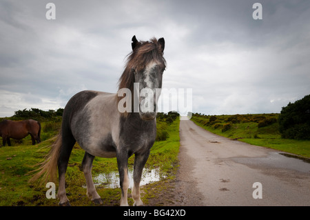 UK, England, Cornwall, Bodmin Moor, Pony Stock Photo