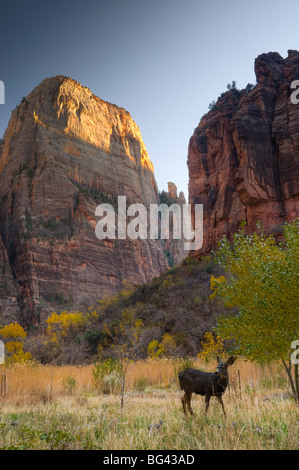 USA, Utah, Zion National Park, The Great White Throne Stock Photo