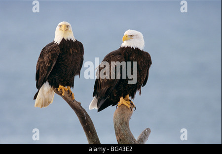 two Bald eagles - sitting on a branch / Haliaeetus leucocephalus Stock Photo