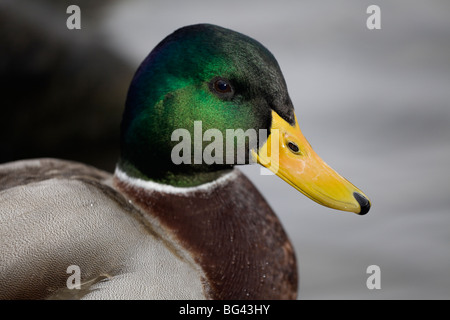 Duck portrait Stock Photo