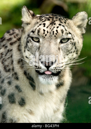 Snow Leopard in a zoo Stock Photo