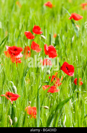 Poppies in Valle de Orcia, Tuscany, Italy Stock Photo