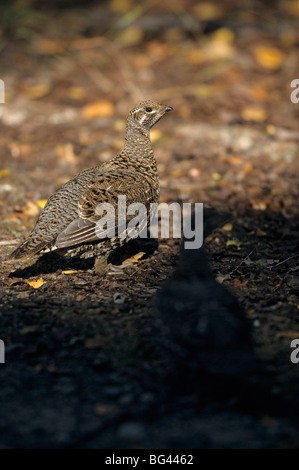 spruce grouse, female , dendragapus canadensis - (falcipennis canadensis) Stock Photo