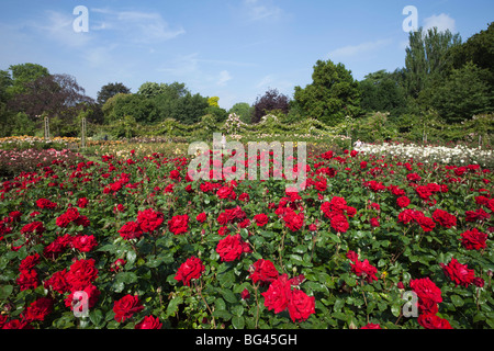 England, London, Regents Park, Queen Marys Gardens Stock Photo