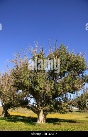 Israel, Coastal Plain, Sycamore trees in Wadi Hatzav Stock Photo