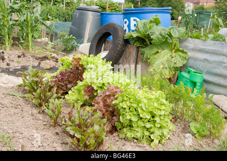 Young vegetables growing on an allotment with compost bins and a rubber car tyre in the background Stock Photo