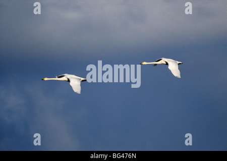 whooper swan, bird migration , cygnus cygnus Stock Photo