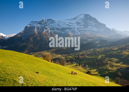 Cows Grazing in Alpine Meadow, Eiger & Grindelwald, Berner Oberland, Switzerland Stock Photo