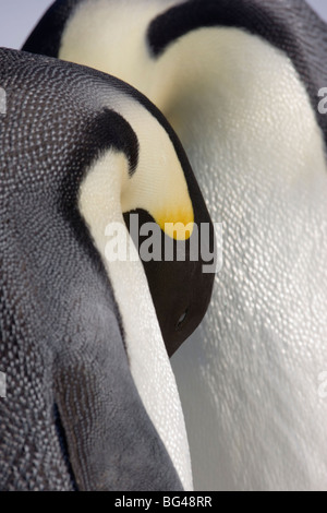 Emperor penguin Aptenodytes forsteri, close up view of adults. Snow Hill Island rookery, Antarctica. Stock Photo