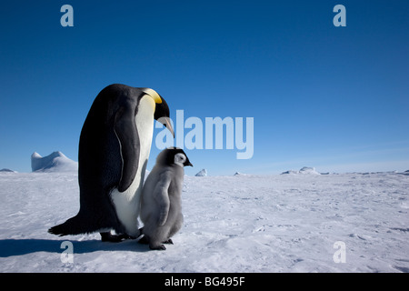 Emperor penguin and young chick at Snow Hill Island rookery, Weddell Sea, Antarctica. Stock Photo