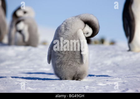 Young Emperor penguin chick at Snow Hill Island rookery, Weddell Sea, Antarctica. Stock Photo