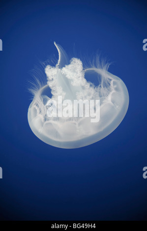 USA, California, Monterey Bay Acquarium, Moon Jellyfish (Aurelia aurita) Stock Photo