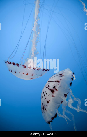 USA, California, Monterey Bay Acquarium, Purple striped Jellyfish (Chrysaora colorata) Stock Photo