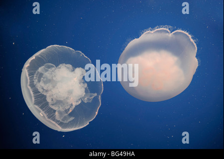 USA, California, Monterey Bay Acquarium, Moon Jellyfish (Aurelia aurita) Stock Photo