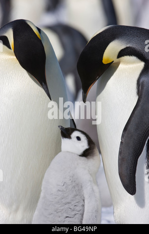 Emperor penguin sand young chick at Snow Hill Island rookery, Weddell Sea, Antarctica. Stock Photo