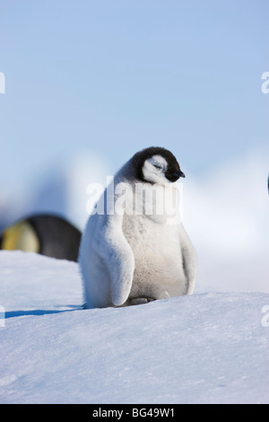 Young emperor penguin chick at Snow Hill Island rookery, Weddell Sea, Antarctica. Stock Photo