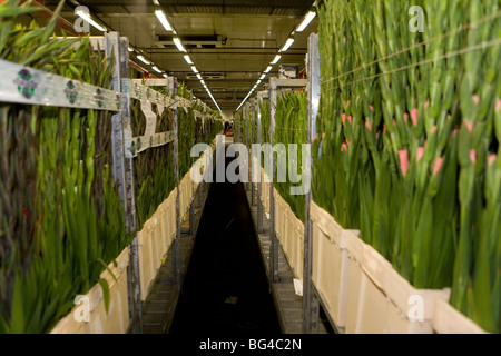 Flower auction in Aalsmeer, a cooperative of 6000 (flower) farmers in The Netherlands Stock Photo