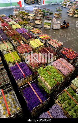 Flower auction in Aalsmeer, a cooperative of 6000 (flower) farmers in The Netherlands Stock Photo