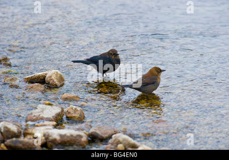 A pair of American Dipper birds Stock Photo