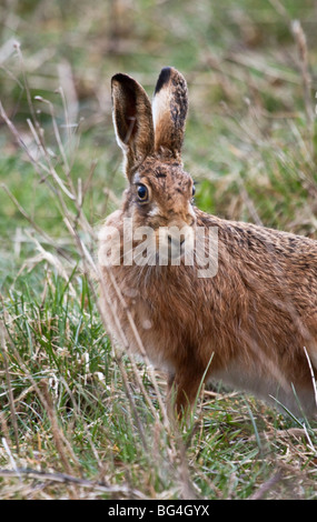 Brown Hare (Lepus europaeus) in stubble field,England, UK Stock Photo