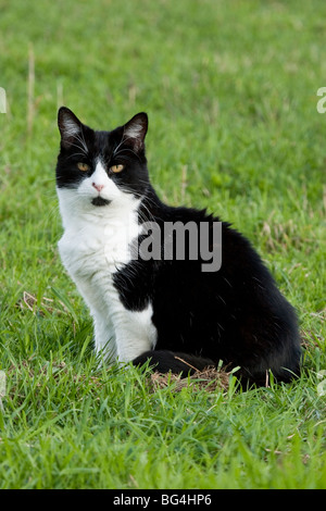 Black and white cat, England, UK Stock Photo