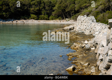 Island Cres, Bay Meli (Uvala, Meli), Croatia,  Holm oak (Quercus ilex) forest and drystone wall on seashore Stock Photo
