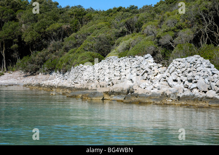 Island Cres, Bay Meli (Uvala, Meli), Croatia,  Holm oak (Quercus ilex) forest and drystone wall on seashore Stock Photo