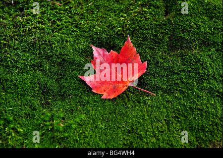 Red maple leaf on a bed of green moss. Stock Photo