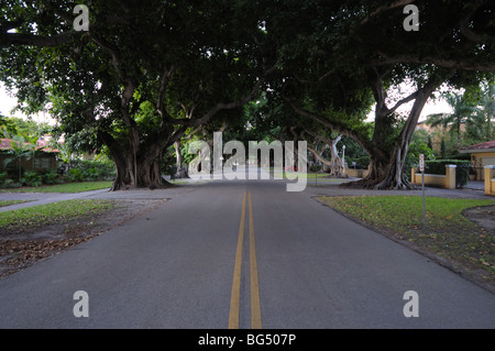 Tree lined street in Coral Gables, Florida Stock Photo
