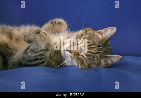 Little cat sleeping on her back Stock Photo