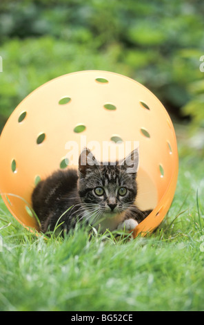 A cute cat playing outside in the grass Stock Photo - Alamy