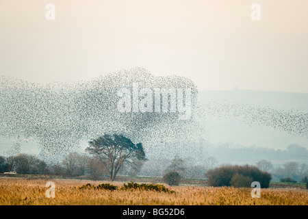 Flock of Common Starling, Sturnus vulgaris, displaying aerial patterns. UK. Stock Photo