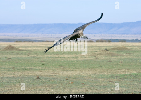 Ruppell's Griffon Vulture, Gyps rueppellii, in flight coming into land. Masai Mara National Reserve, Kenya. Stock Photo