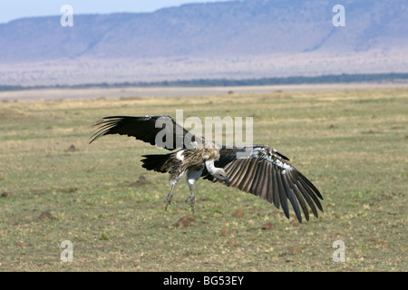 Ruppell's Griffon Vulture, Gyps rueppellii, in flight coming into land. Masai Mara, Kenya, Spring. Stock Photo