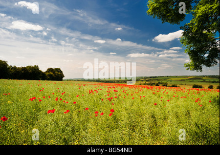 Poppy field overlooking the Harringworth railway viaduct across the River Welland valley  between Northamptonshire and Rutland Stock Photo