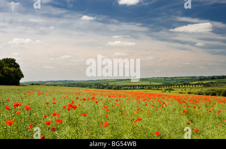 Poppy field overlooking the Harringworth railway viaduct across the River Welland valley  between Northamptonshire and Rutland Stock Photo