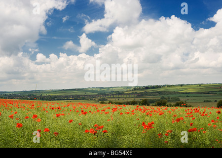 Poppy field overlooking the Harringworth railway viaduct across the River Welland valley  between Northamptonshire and Rutland Stock Photo