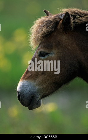 Exmoor-Pony - Stute / Exmoor Horse - mare / Equus ferus caballus Stock Photo