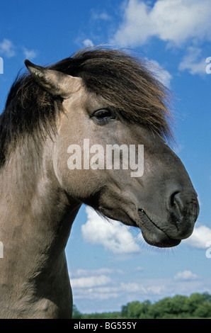 konik, stallion tarpan, equus ferus gmelini Stock Photo