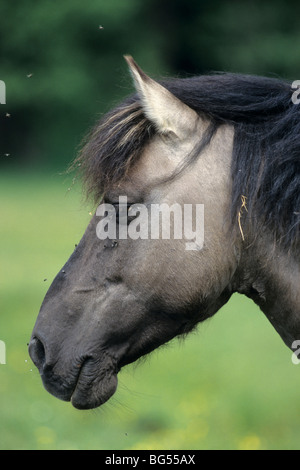 konik, stallion tarpan, equus ferus gmelini Stock Photo