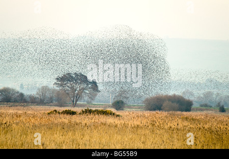 Flock of Common Starling, Sturnus vulgaris, displaying aerial patterns before steeling into the reeds beds. UK. Stock Photo