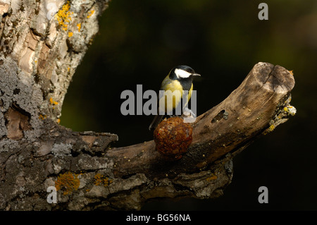Parus major eating fings and almonds. Stock Photo
