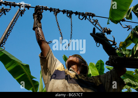 A young Colombian worker preparing the aircable for banana transport on the banana plantation in Aracataca, Colombia. Stock Photo