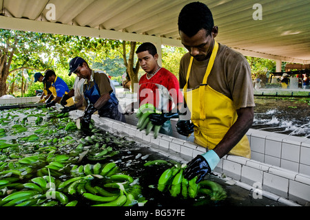 Colombian workers preparing bananas for packaging on the banana plantation in Aracataca, Colombia. Stock Photo