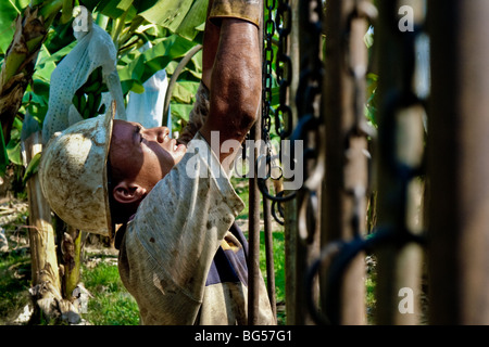 A young Colombian worker preparing the aircable for banana transport on the banana plantation in Aracataca, Colombia. Stock Photo