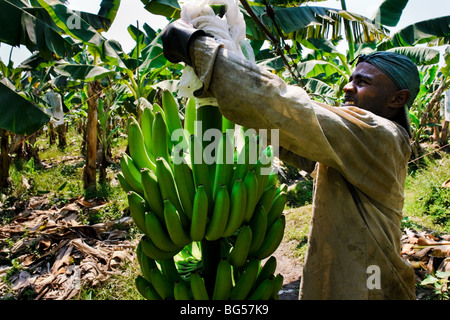 A Colombian worker checking the plastic protection cover on the banana bunch on the banana plantation in Aracataca, Colombia. Stock Photo