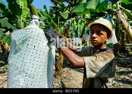 A young Colombian worker checking the plastic protection cover on the banana bunch on the plantation in Aracataca, Colombia. Stock Photo