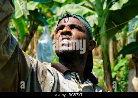 A Colombian worker checking the plastic protection cover on the banana bunch on the banana plantation in Aracataca, Colombia. Stock Photo