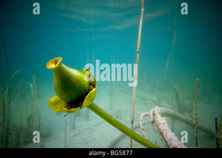 The fruit of a yellow water lily (Nuphar lutea), in a Jura lake (France). Fruit de nénuphar jaune dans un lac jurassien (France) Stock Photo