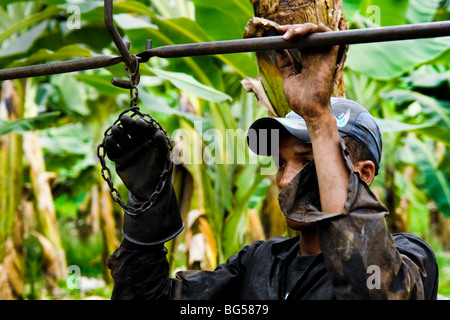 A young Colombian worker preparing the aircable for banana transport on the banana plantation in Aracataca, Colombia. Stock Photo